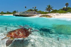 Fotobehang caribische zee en schildpad_8590932_DS